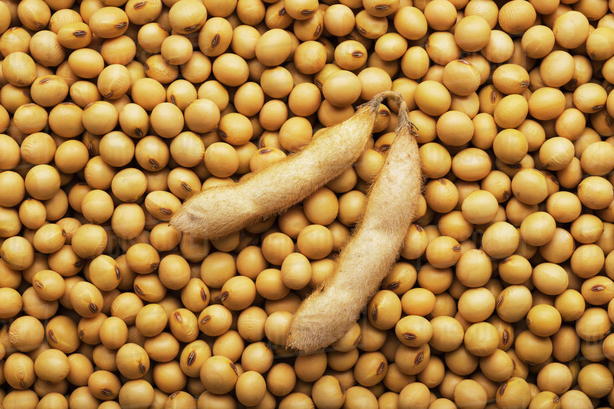 soybean